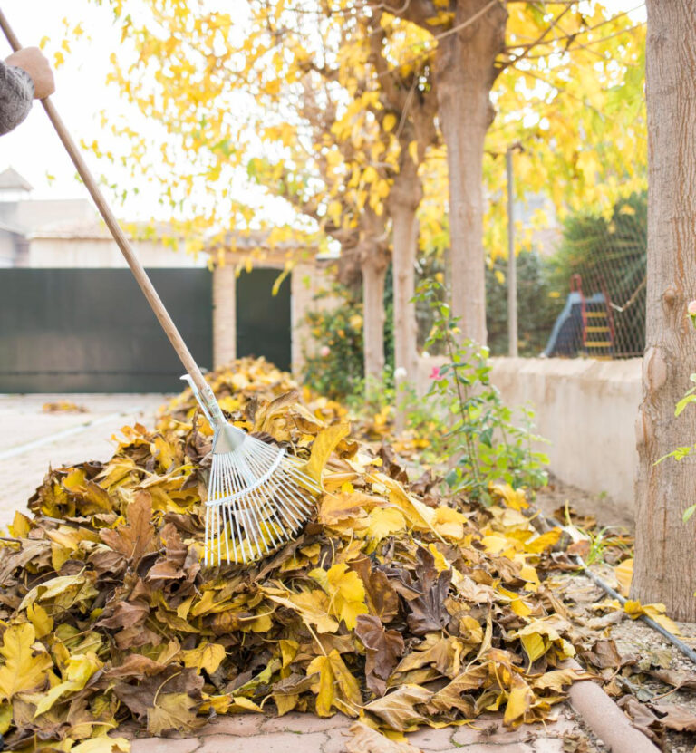 entretien de jardin par clean lio à saint avertin